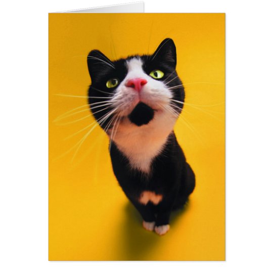 Black and white cat-tuxedo cat-pet kitten-pet cat card