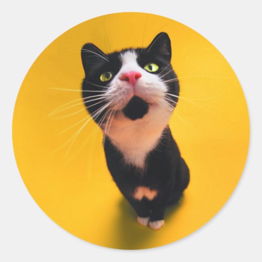 Black and white cat-tuxedo cat-pet kitten-pet cat classic round sticker