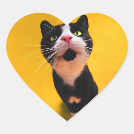 Black and white cat-tuxedo cat-pet kitten-pet cat heart sticker