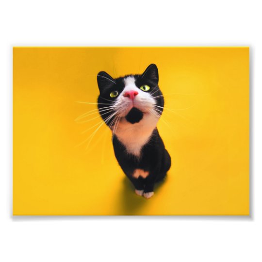 Black and white cat-tuxedo cat-pet kitten-pet cat photo print