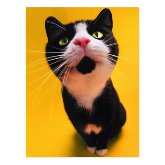 Black and white cat-tuxedo cat-pet kitten-pet cat postcard