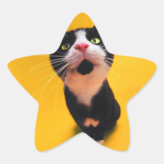 Black and white cat-tuxedo cat-pet kitten-pet cat star sticker