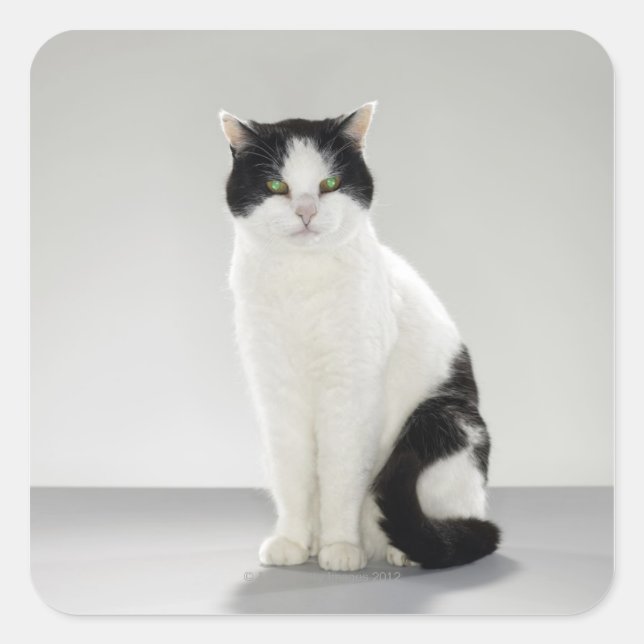 Black and white cat with glowing green eyes square sticker (Front)