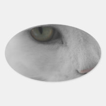 Black and white cats face