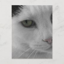 Black and white cats face