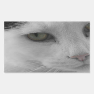 Black and white cats face sticker
