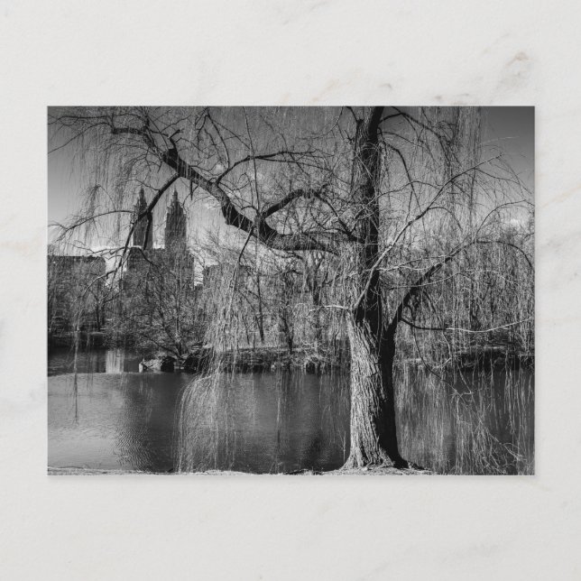Black and White Central Park New York Landscape Postcard (Front)
