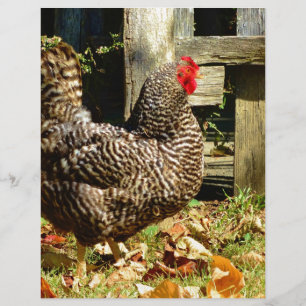 Black and white Chicken