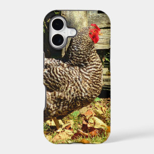 Black and white Chicken