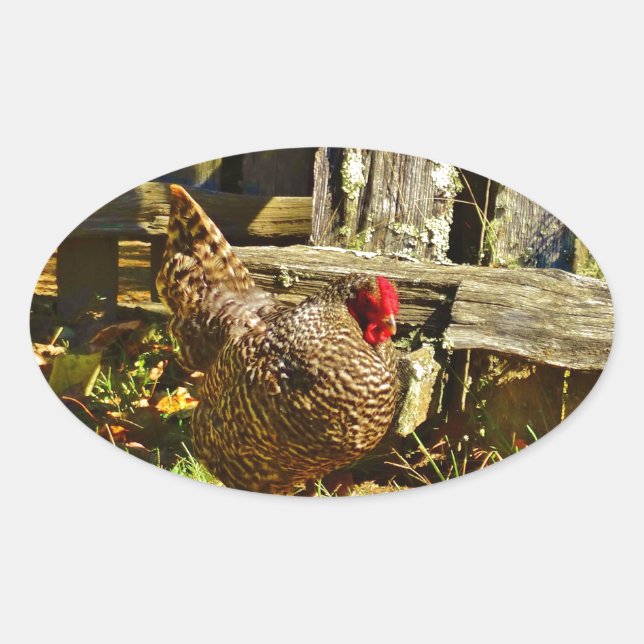 Black and white Chicken in farmyard Oval Sticker (Front)