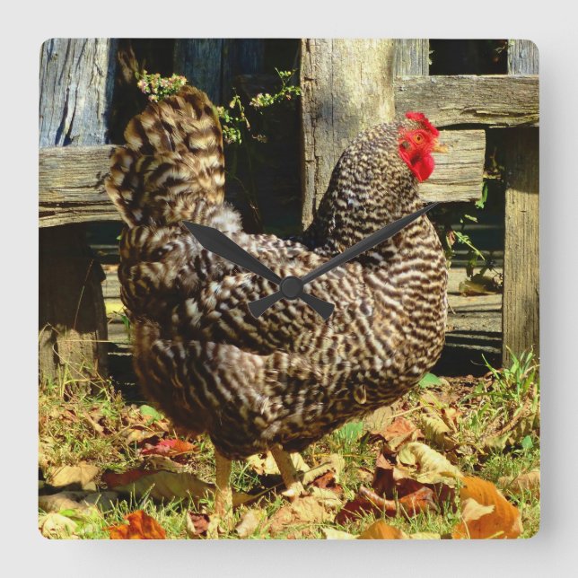Black and white Chicken Square Wall Clock (Front)