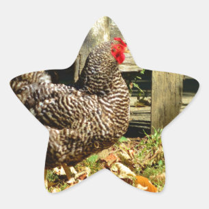 Black and white Chicken Star Sticker