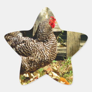 Black and white Chicken Star Sticker