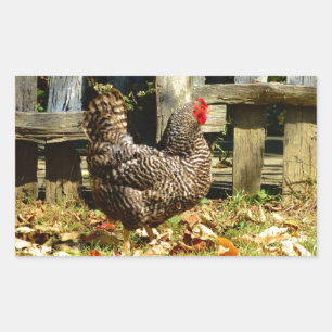 Black and white Chicken Sticker
