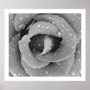 Black And White Closeup Rose With Morning Due Poster
