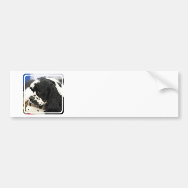 Black and White Cocker Spaniel Bumper Sticker (Front)