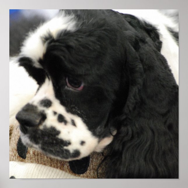 Black and White Cocker Spaniel Poster (Front)