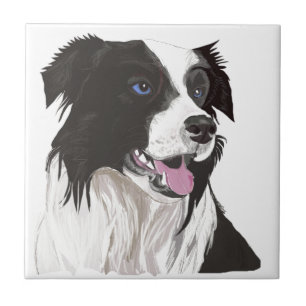 black and white collie blue eyes tile