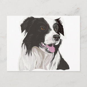 black and white collie brown eyes postcard