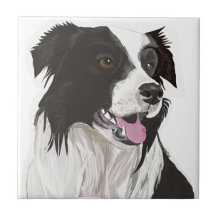 black and white collie brown eyes  tile