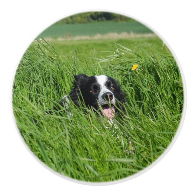 Black and White Collie in Grass Ceramic Knob (Front)