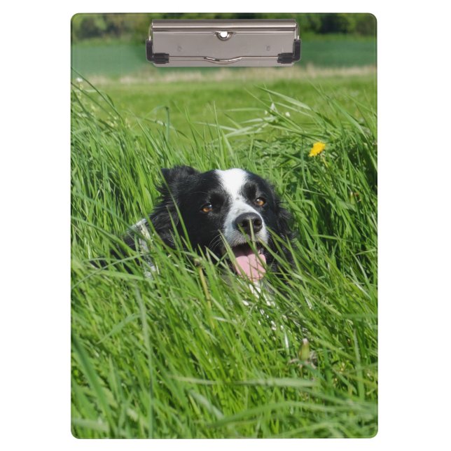 Black and White Collie in Grass Clipboard (Front)