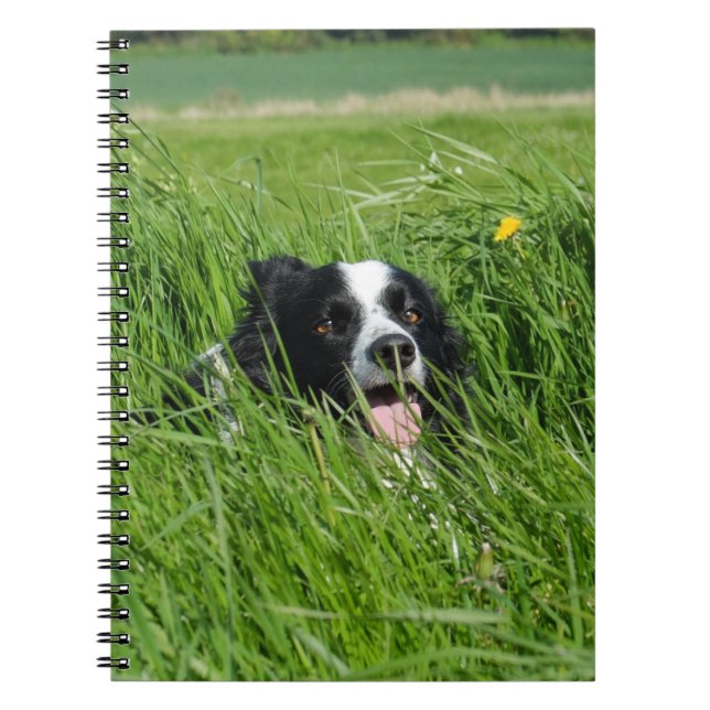Black and White Collie in Grass Notebook (Front)