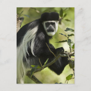 Black and White Colobus Monkey Postcard