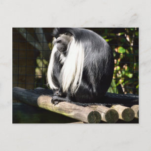 Black and White Colobus Monkey Postcard