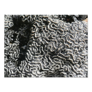 Black and White Coral I Abstract Nature Photo