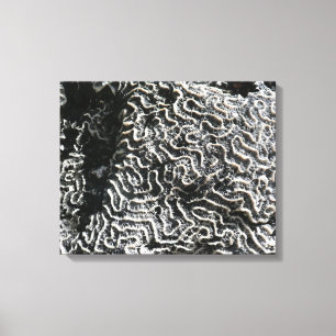 Black and White Coral I Abstract Nature Photo Canvas Print