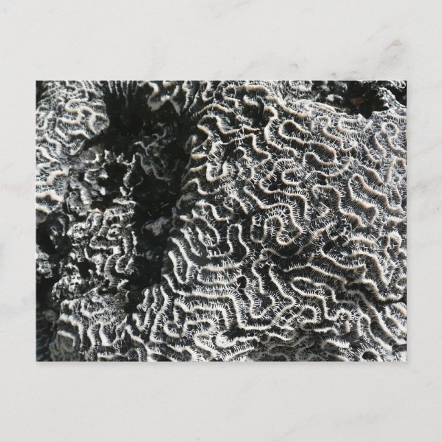 Black and White Coral I Abstract Nature Photo Postcard (Front)