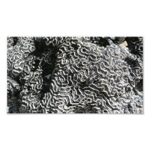 Black and White Coral I Abstract Nature Photo Print