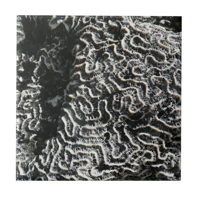 Black and White Coral I Abstract Nature Photo Tile (Front)