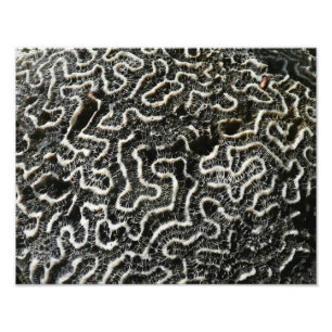 Black and White Coral II Abstract Nature Photo