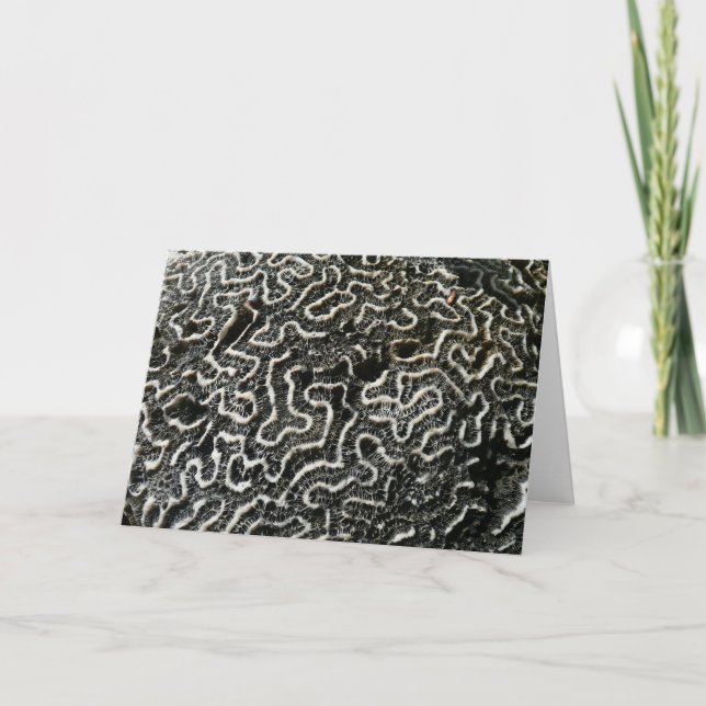 Black and White Coral II Abstract Nature Photo Card (Front)
