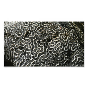 Black and White Coral II Abstract Nature Photo Print