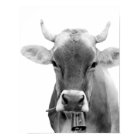 Black and white cow farm animal livestock photo