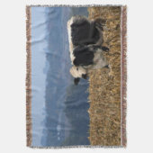 Black and White Cow grazes in freshly plowed field Throw Blanket (Front Vertical)