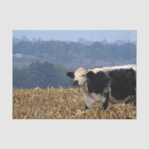 Black and White Cow grazes in freshly plowed field Tissue Paper