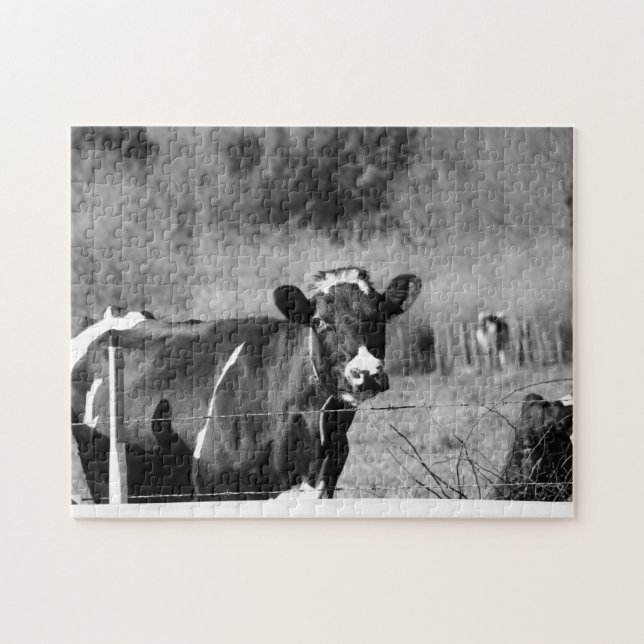 Black and White Curious Holstein Cows in Pasture Jigsaw Puzzle (Horizontal)