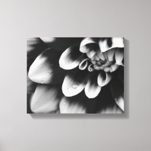 Black and White Dahlia Flower Blossom Canvas Print