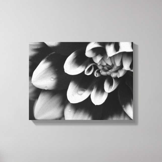 Black and White Dahlia Flower Blossom Canvas Print (Front)