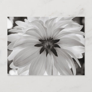 Black and White Dahlia Flower Postcard