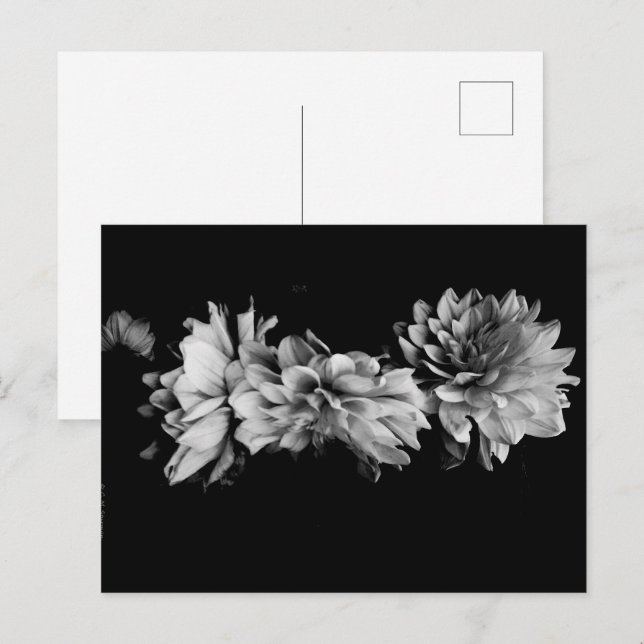 Black-and-White Dahlia Trio Holiday Postcard (Front/Back)