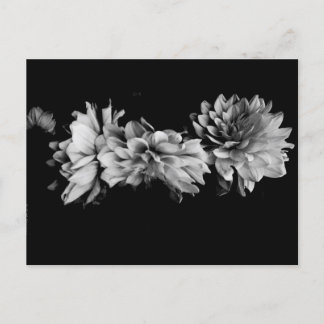 Black-and-White Dahlia Trio Postcard