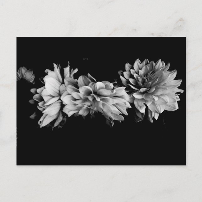 Black-and-White Dahlia Trio Postcard (Front)