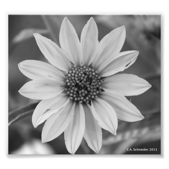 Black and White Daisy Photo by E.A. Schneider (Front)