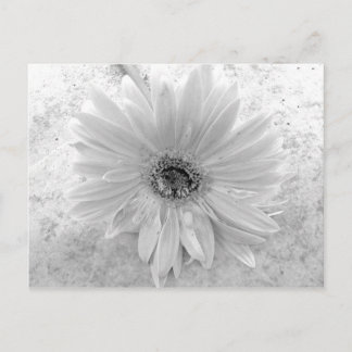 Black and White Daisy Postcard