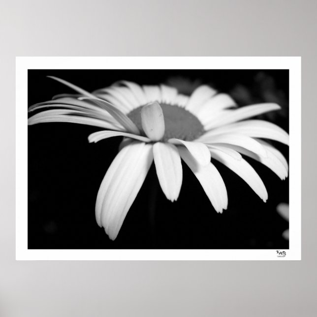 Black and White Daisy Poster (Front)